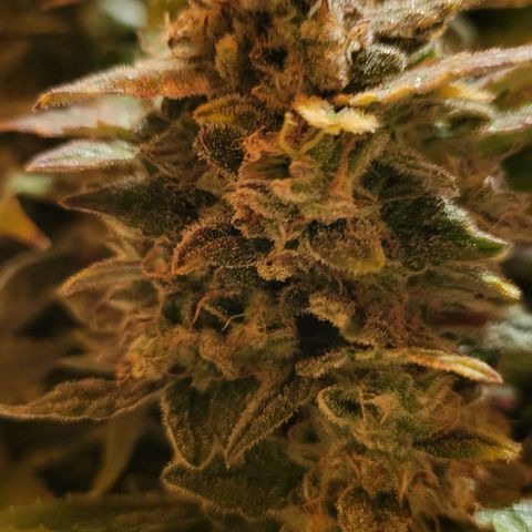 Jolanda growlog timeline photo