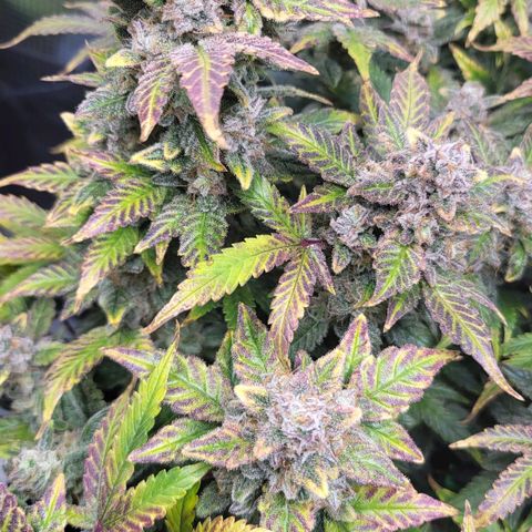 Jolanda growlog timeline photo