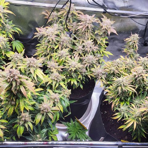 Jolanda growlog timeline photo