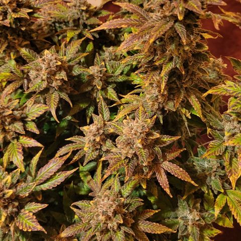Jolanda growlog timeline photo
