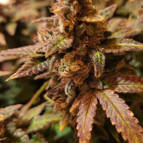 Jolanda growlog timeline photo