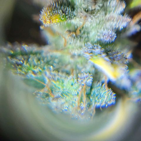 Jolanda growlog timeline photo