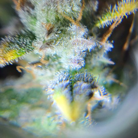 Jolanda growlog timeline photo
