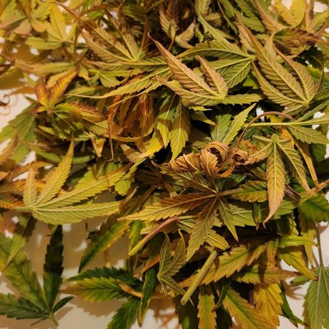 Jolanda growlog timeline photo