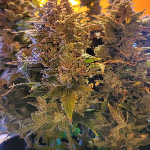 Jolanda growlog timeline photo