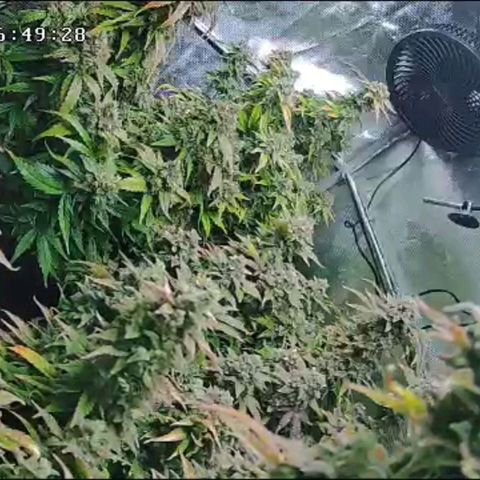 Jolanda growlog timeline photo