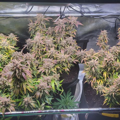 Jolanda growlog timeline photo