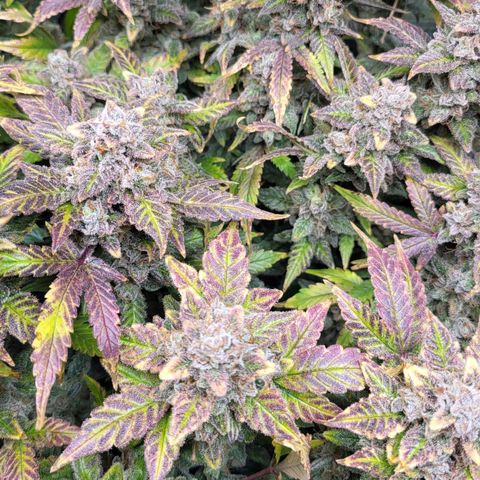 Jolanda growlog timeline photo