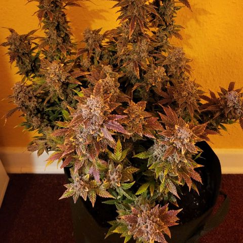 Jolanda growlog timeline photo