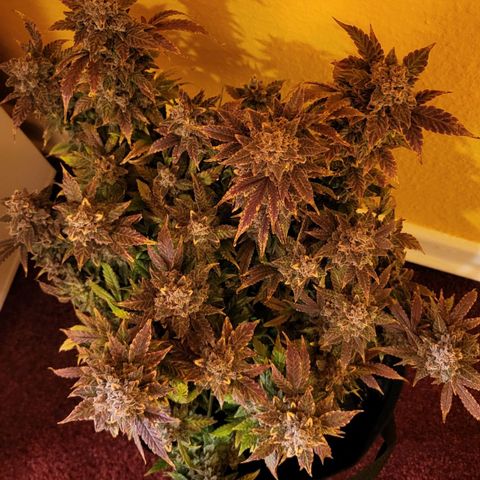 Jolanda growlog timeline photo
