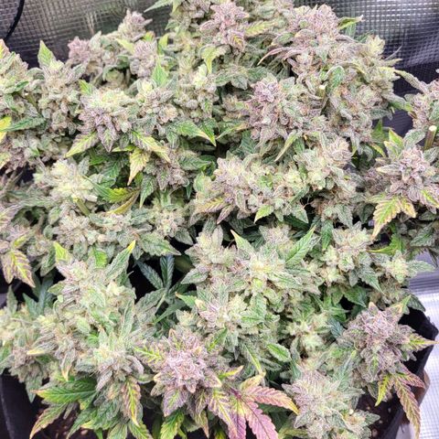 Jolanda growlog timeline photo