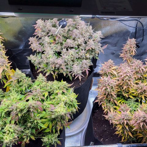 Jolanda growlog timeline photo