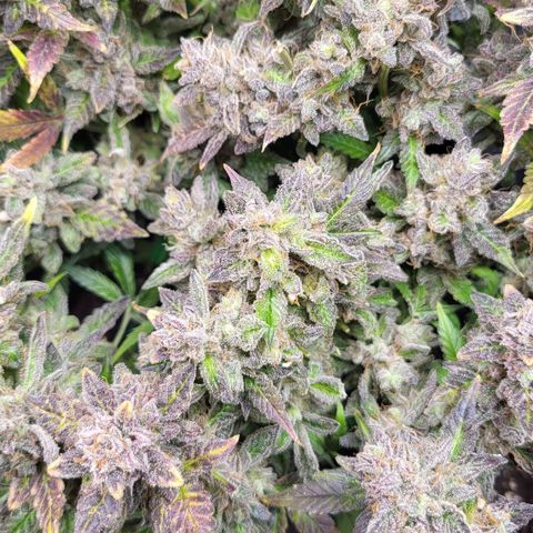 Jolanda growlog timeline photo