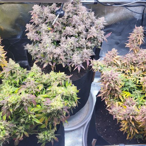 Jolanda growlog photo: Herbst