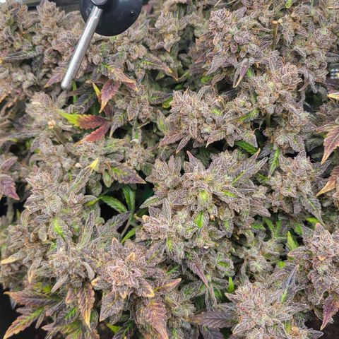 Jolanda growlog timeline photo