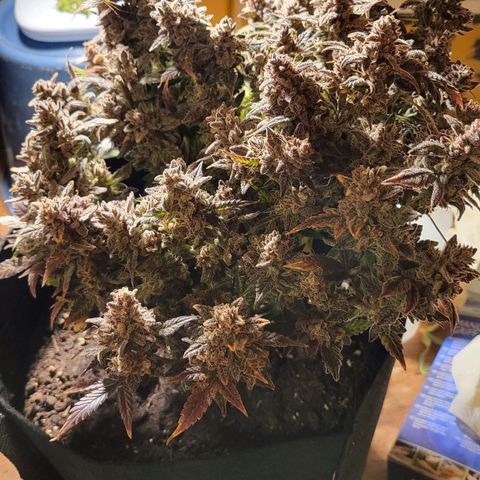 Jolanda growlog timeline photo