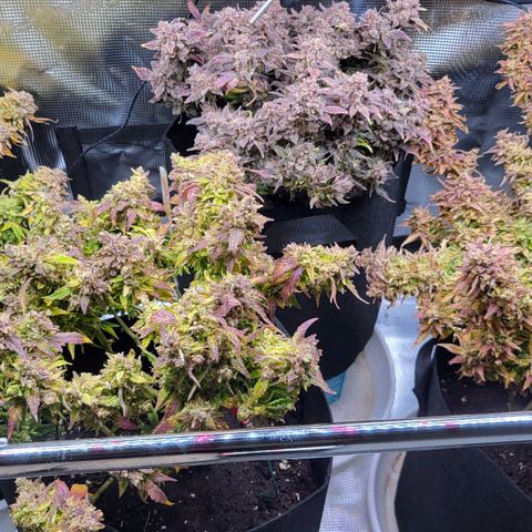 Jolanda growlog timeline photo