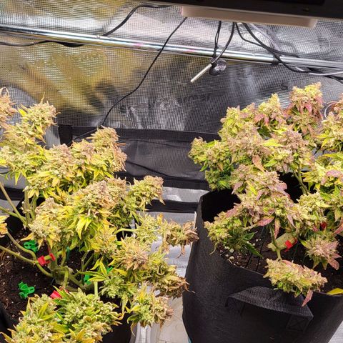 Jolanda growlog timeline photo