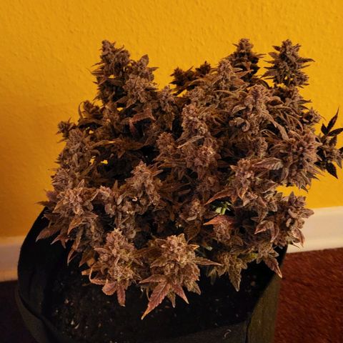 Jolanda growlog timeline photo