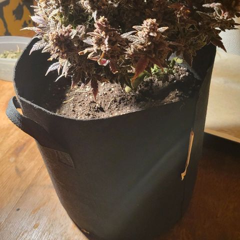 Jolanda growlog timeline photo