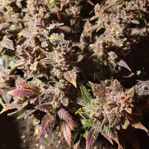 Jolanda growlog timeline photo