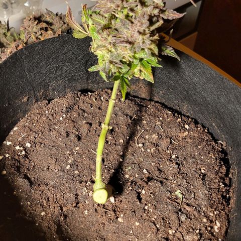 Jolanda growlog timeline photo
