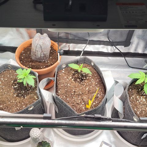 Karin growlog timeline photo