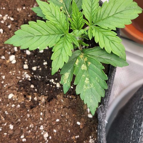 Petra growlog timeline photo