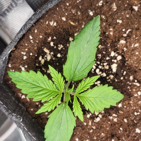 Karin growlog timeline photo