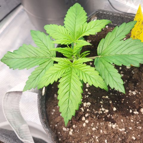 Gundel growlog timeline photo