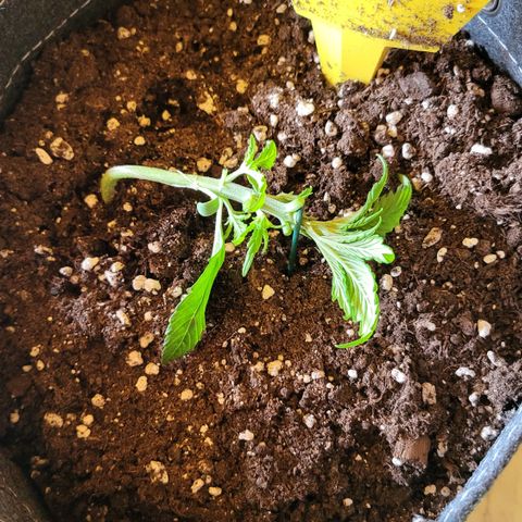 Gundel growlog timeline photo