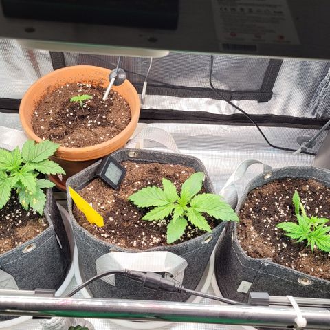 Karin growlog timeline photo