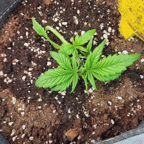 Gundel growlog timeline photo
