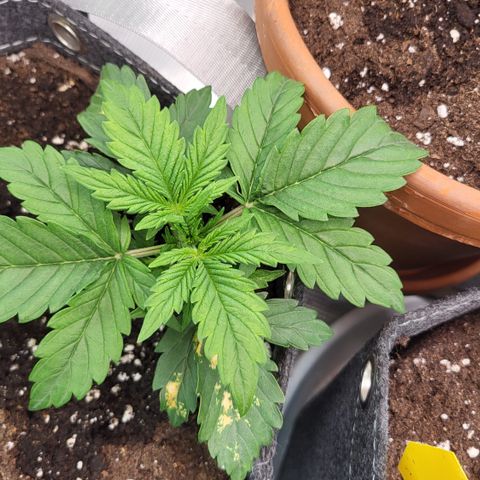 Petra growlog timeline photo