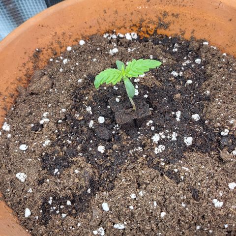 Royal Cheese Automatic growlog timeline photo