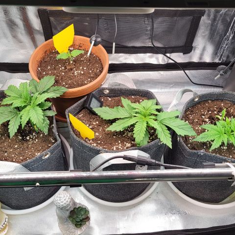 Karin growlog timeline photo