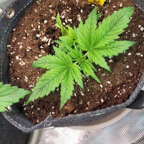 Gundel growlog timeline photo