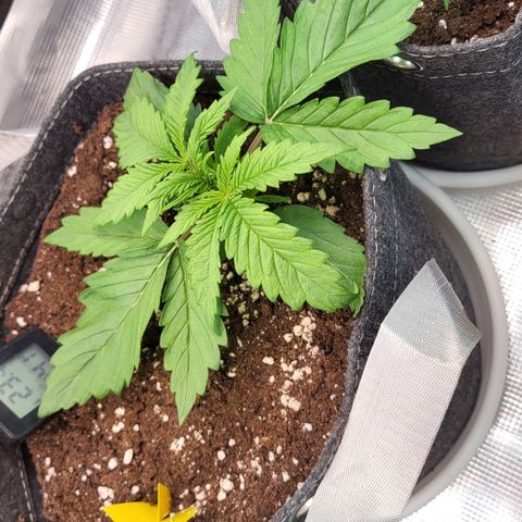 Karin growlog timeline photo