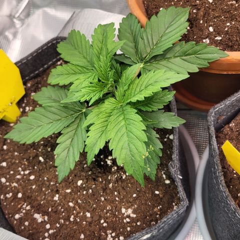 Petra growlog timeline photo