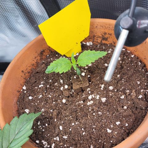 Royal Cheese Automatic growlog timeline photo