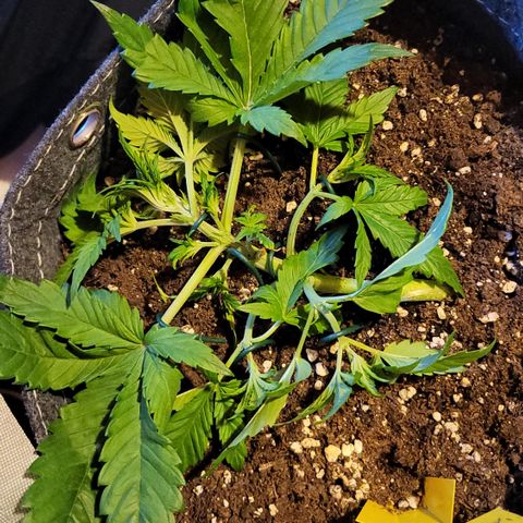 Gundel growlog timeline photo
