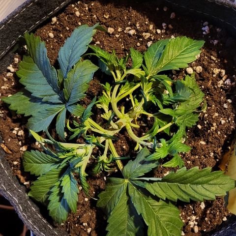 Petra growlog timeline photo