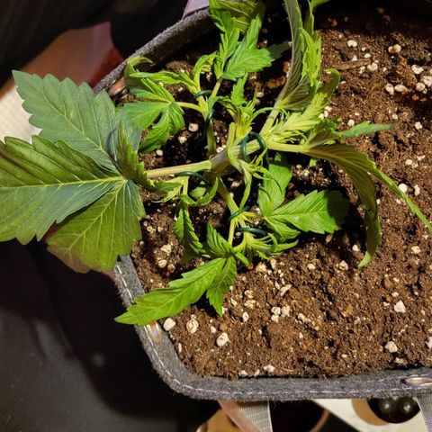 Karin growlog timeline photo