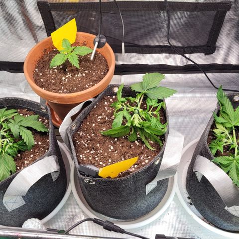 Karin growlog timeline photo