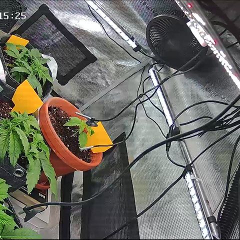 Karin growlog timeline photo