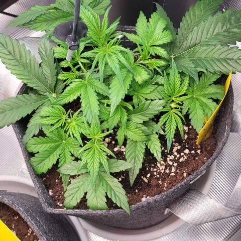Gundel growlog timeline photo