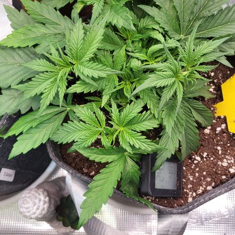 Karin growlog timeline photo