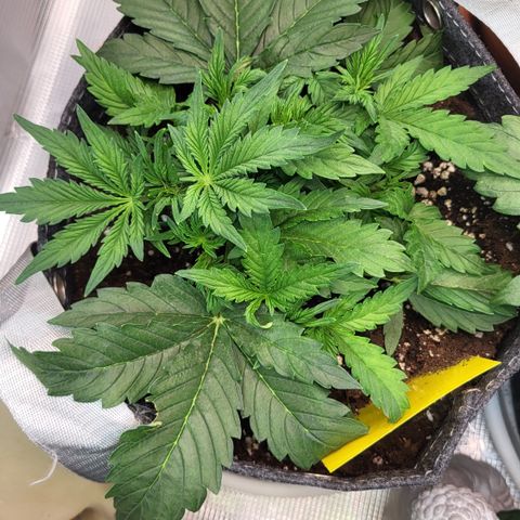 Petra growlog timeline photo