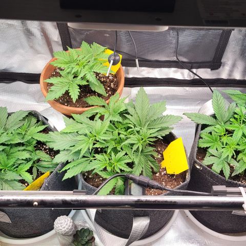 Karin growlog timeline photo