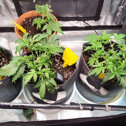 Karin growlog timeline photo
